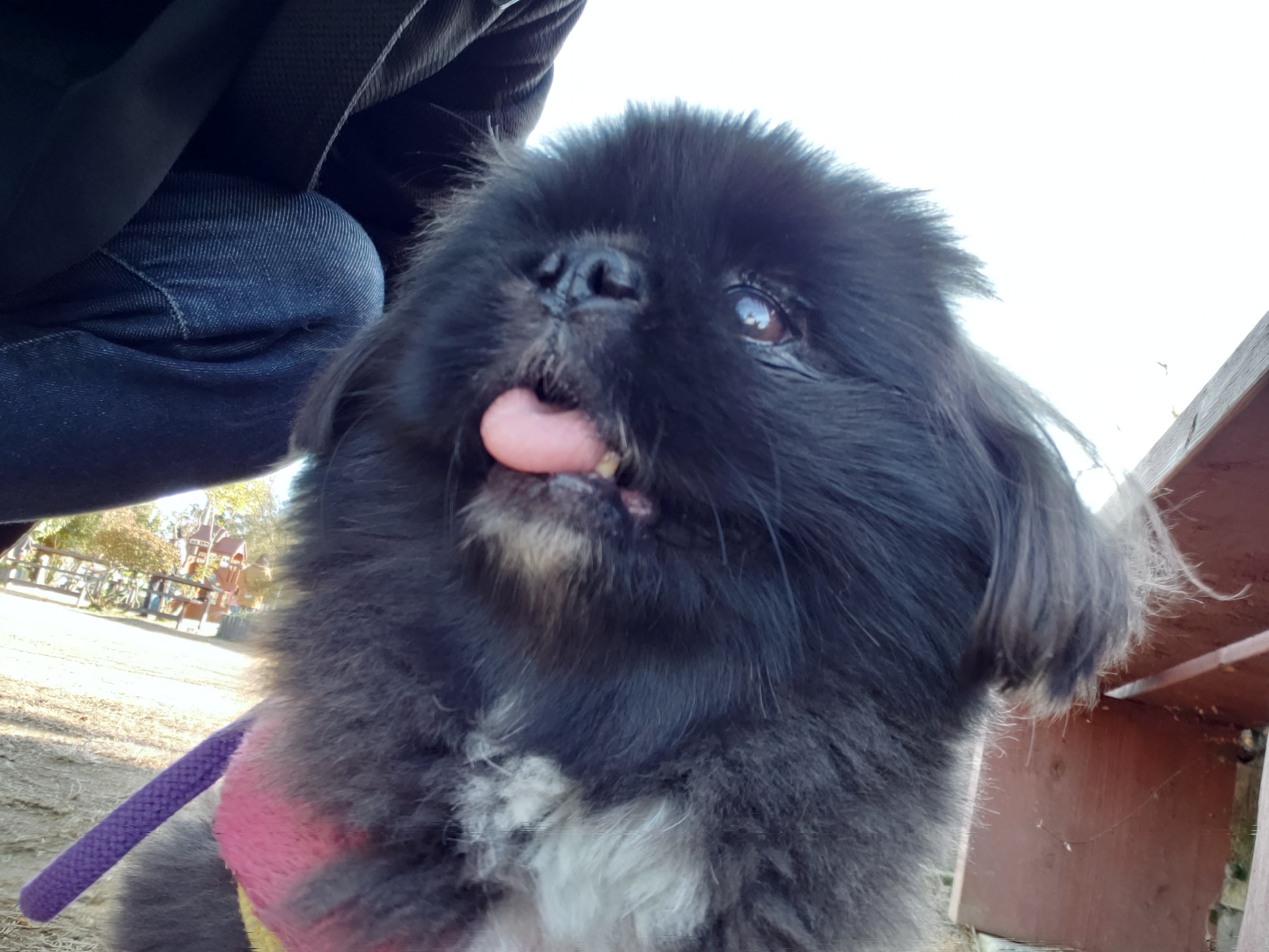 つくばわんわんランドに一人で行った感想 It資格マニアのエンジニア技術ブログ 英語