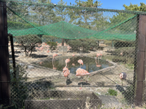 宮崎市フェニックス自然動物園 フラミンゴ