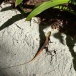 Thumbnail of post image 112